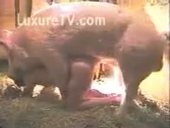 Enormous hog grabs on to small married woman and bonks her bareback from behind here